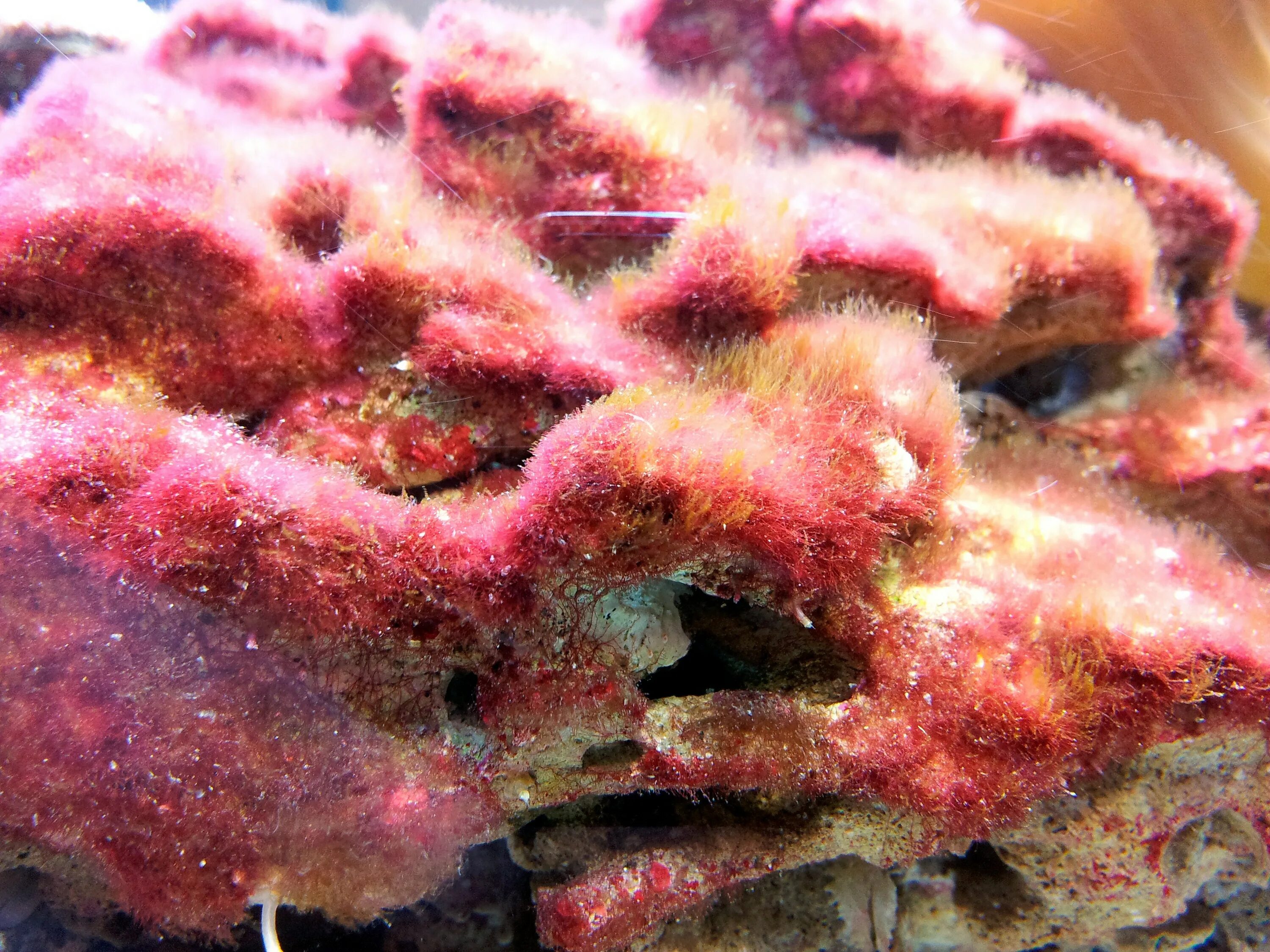 Кальциевые багрянки. Водоросли циано в морском аквариуме. Багрянки Нуллипоры. Красные нитчатые водоросли в морском аквариуме.