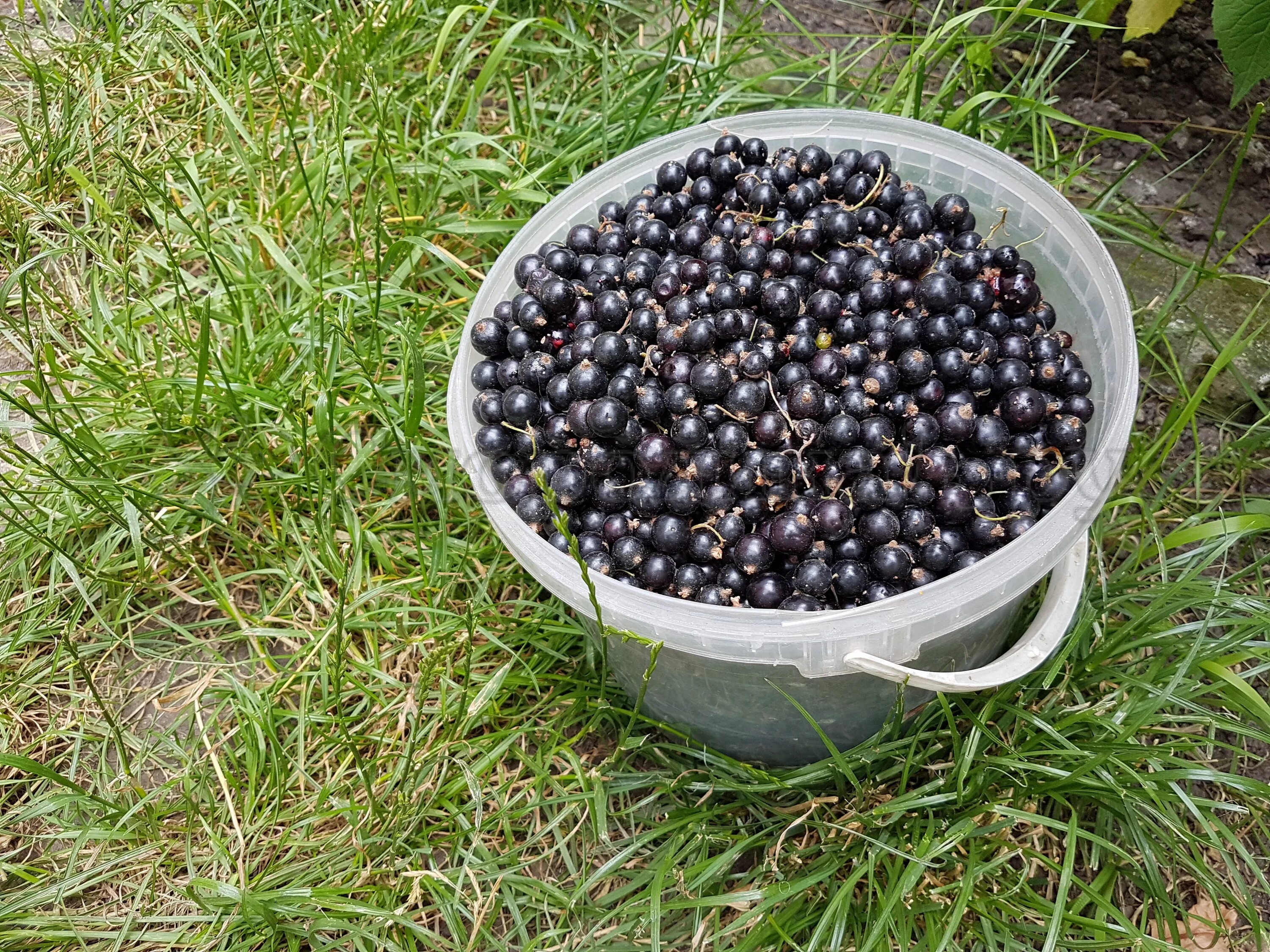 смородина красная константиновская. ведро смородины. смородина на даче. сборщик ягод. огромный урожай.