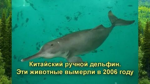 Животные исчезнувшие по вине человека