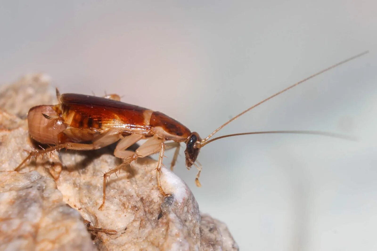 Brown banded. Мебельный таракан (Supella longipalpa).. Brown Banded Cockroach таракан. Рыжий таракан Blattella Germanica. Brown Banded тараканы.