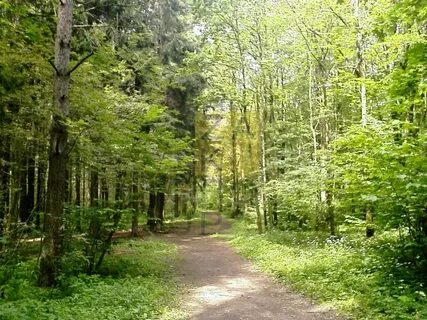 Северное города одинцово раскинулся подушкинский лес