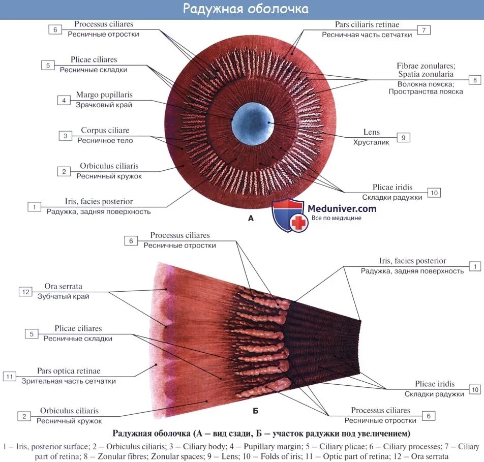 Зрачок какая структура. Радужка глаза анатомия. Sphincter pupillae и m. ciliaris.. Радужная оболочка глаза анатомия. Строение мышц глаза радужка.