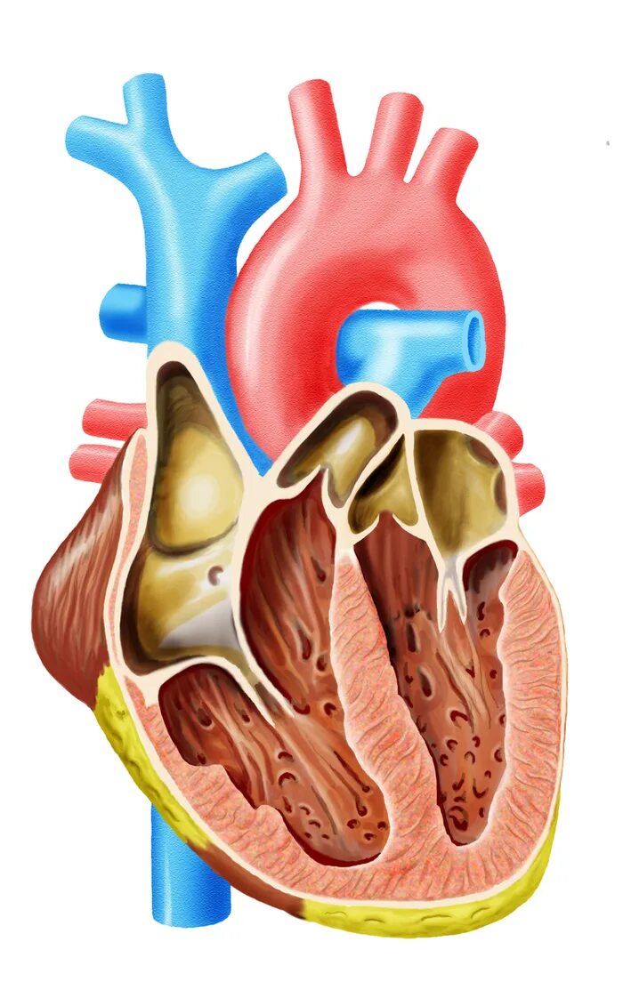 Срез сердца человека. Сердце в разрезе. Человеческое сердце в разрезе. Сердце в разрезе анатомия. Сердце человека срез.