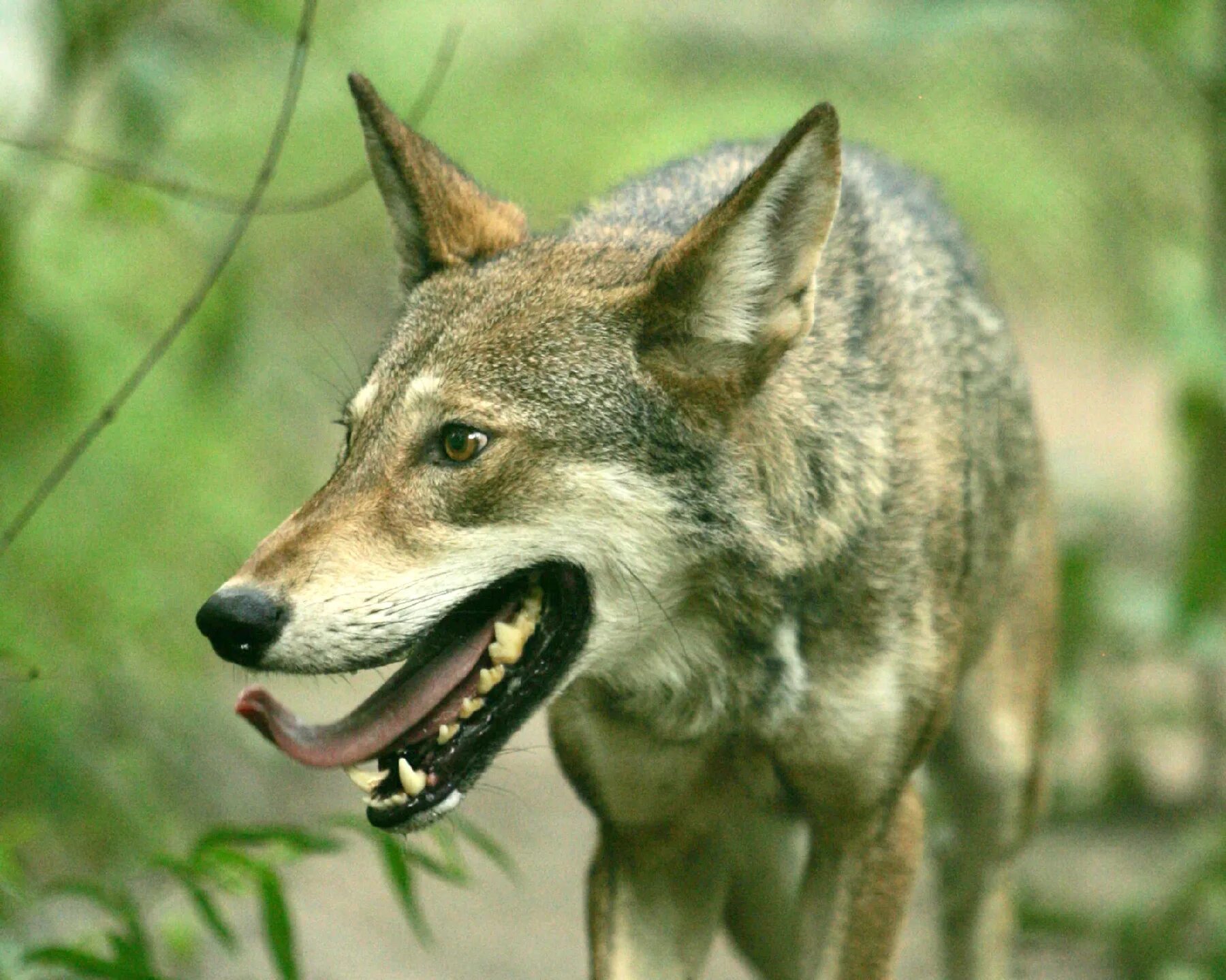 Ред вольф. Canis Rufus. Волк canis Rufus. Красный волк (canis Rufus). Камышовый волк.