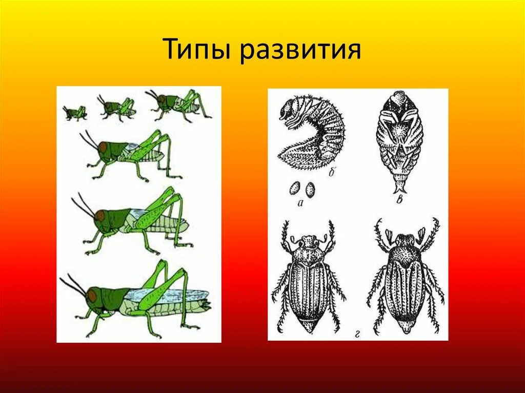 Какой тип развития характерен для виноградной. Разнообразие насекомых Мордовии. Типы эволюции. Воздушные типы Эволюция. Развитие в виде рисунка.