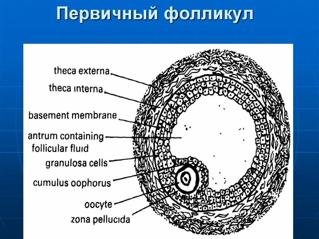 Граафов пузырек яичника. Граафов пузырек строение. Строение фолликула гистология. Графов пузырь строение. Овоцит первичного фолликула.