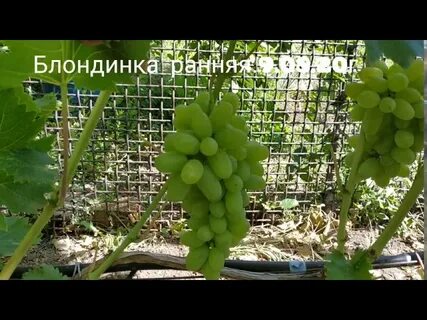 Виноград барин