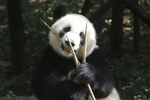 Panda event
