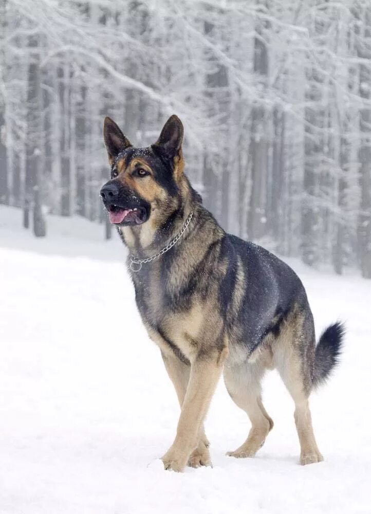 Большие собаки овчарка. German Shepherd немецкая овчарка. Джерман Шеферд. Немецкая овчарка агути. Куньминская овчарка.