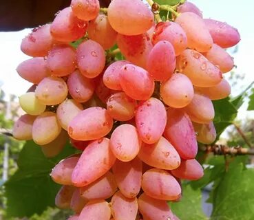 Кишмиш сорт мечта
