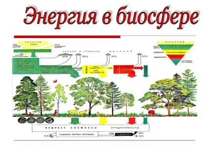 Источник энергии в биосфере