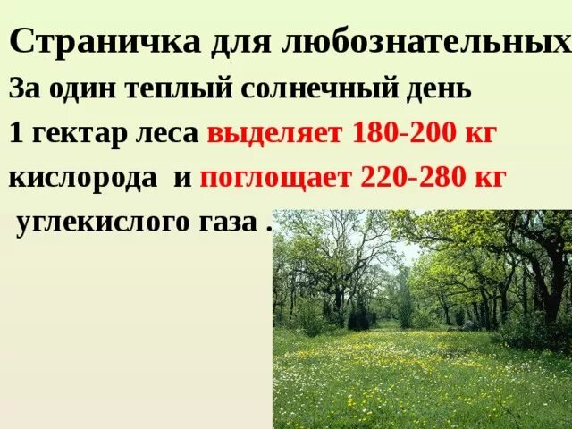 Один гектар леса. Лес выделяет кислород и поглощает углекислый. Количество кислорода в лесу. Сколько кислорода выделяет 1 га леса в день.