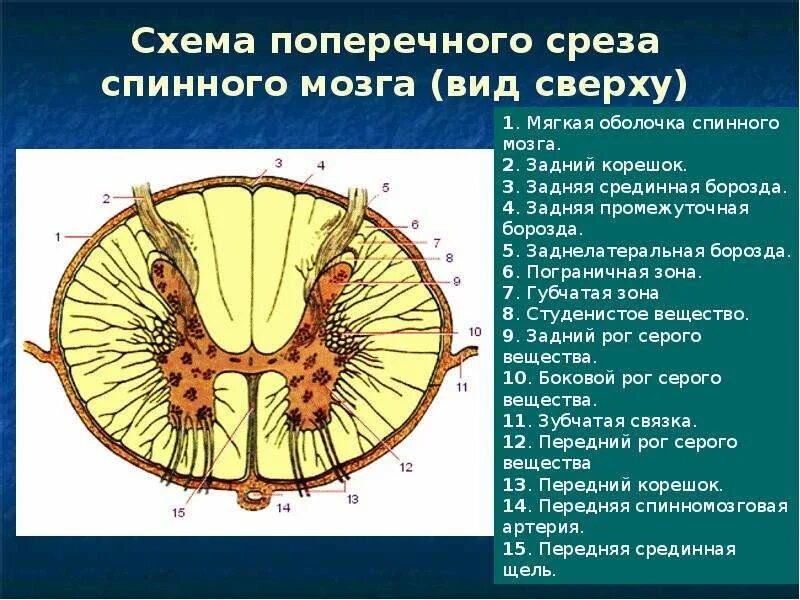 Как выглядит спинной мозг на поперечном. Схема поперечного разреза спинного мозга. Поперечный разрез спинного мозга анатомия. Строение спинного мозга на поперечном разрезе. Строение спинного мозга анатомия поперечный разрез.