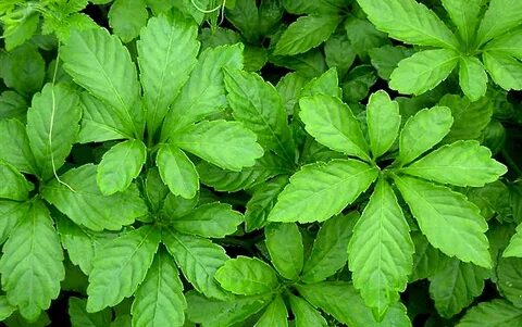 7 leaves