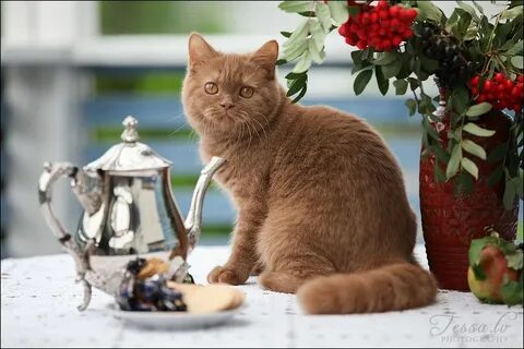 Кошачий чай