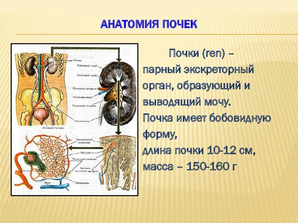 Ощущаются почки. Почки анатомия. Строение почки. Почки анатомия человека.