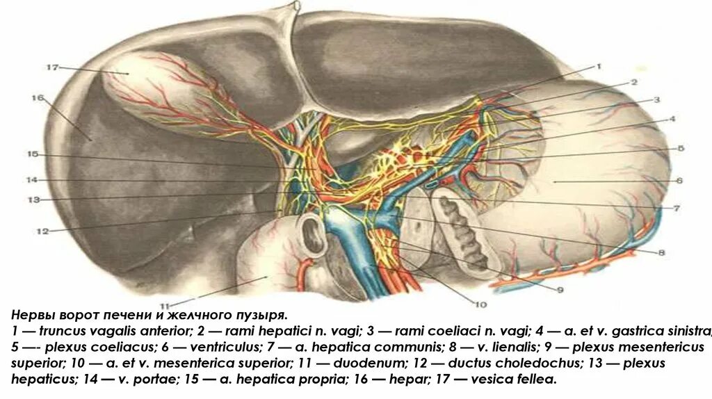 Иннервация желчного пузыря анатомия. Лимфоотток желчного пузыря. Ворота печени лимфатические узлы. Кровоснабжение желчного пузыря анатомия.