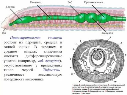 Систематические группы животных органы пищеварения рыбы