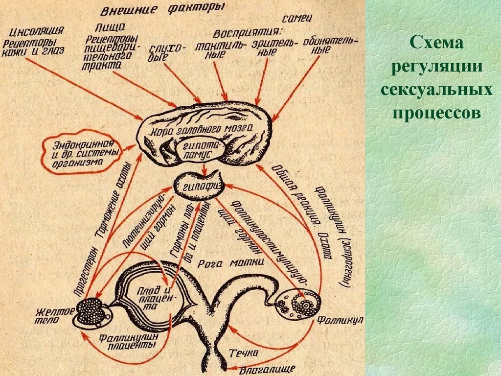 Этапы полового цикла. Нейрогуморальная регуляция полового цикла. Нейрогуморальная регуляция схема. Нейрогуморальная регуляция полового цикла у коров. Схема Нейро гуморальной регуляции полового цикла.