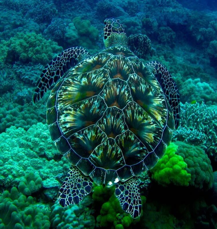 Водные животные это. Морская черепаха бисса. Туббатаха риф черепаха. Зеленая морская черепаха. Черепаший риф Мальдивы.