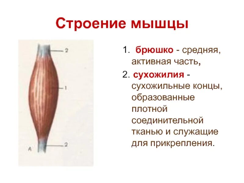 Плотный устраивать. Строение мышцы брюшко сухожилие. Строение скелетной мышцы брюшко. Строение скелетной мускулатуры схема. Строение мышечного брюшка.