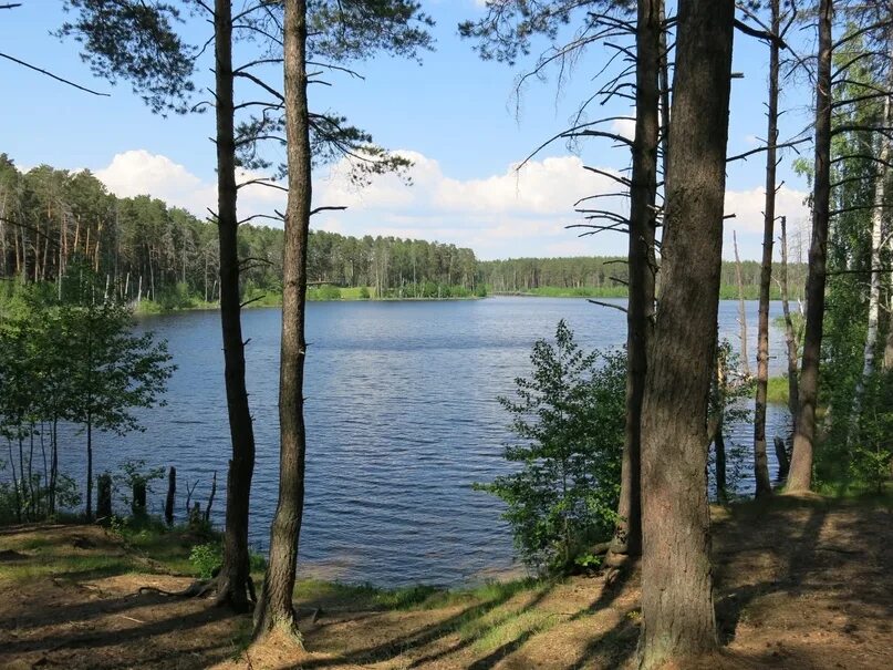 Озеро виша. Озеро виша. Муромский заказник озеро виша. Озеро виша. Озеро виша.