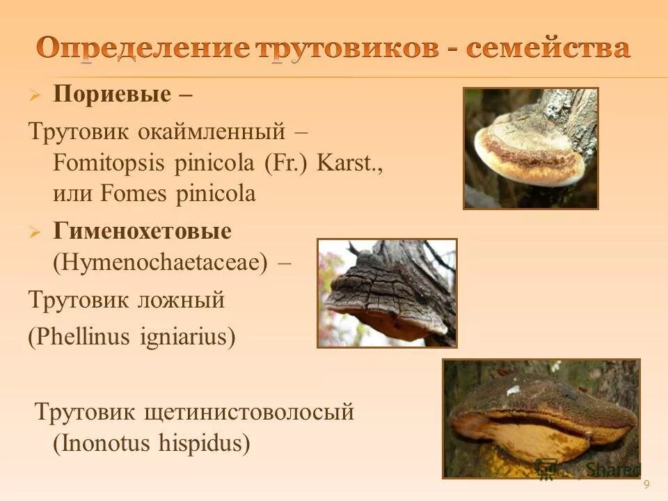 роль грибов трутовиков. по типу питания гриб трутовик является. по типу питания гриб трутовик является. гриб трудовик тип питания. как грибы получают питательные вещества.