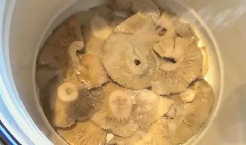 Засолка груздей холодным способом сколько соли
