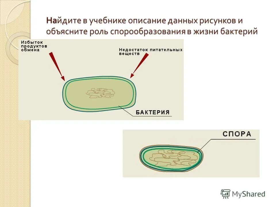 спора бактерий строение. значение спор у бактерий. спора в жизни бактерий. споры в жизни бактерий. споры микроорганизмов.
