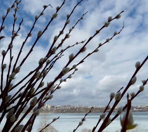 Какая растет верба. Верба растет. Село и вербы. Верба куст летом. Как растет Верба.