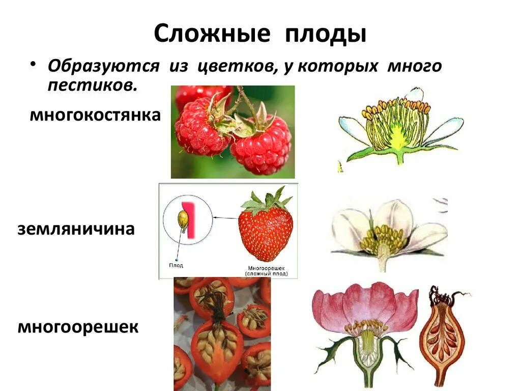 Что относится к частям плода. Соплодие простые плоды сложные плоды. Многоорешек сложный плод. Плод шиповника многоорешек. Типы плодов многоорешек.