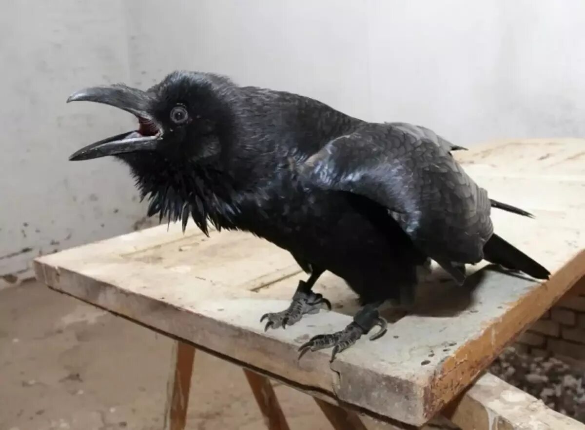 Исполинский ворон. Грач и серая ворона. Врановые врановые. Ворона говорит что ворон черен. Ворона каркает.