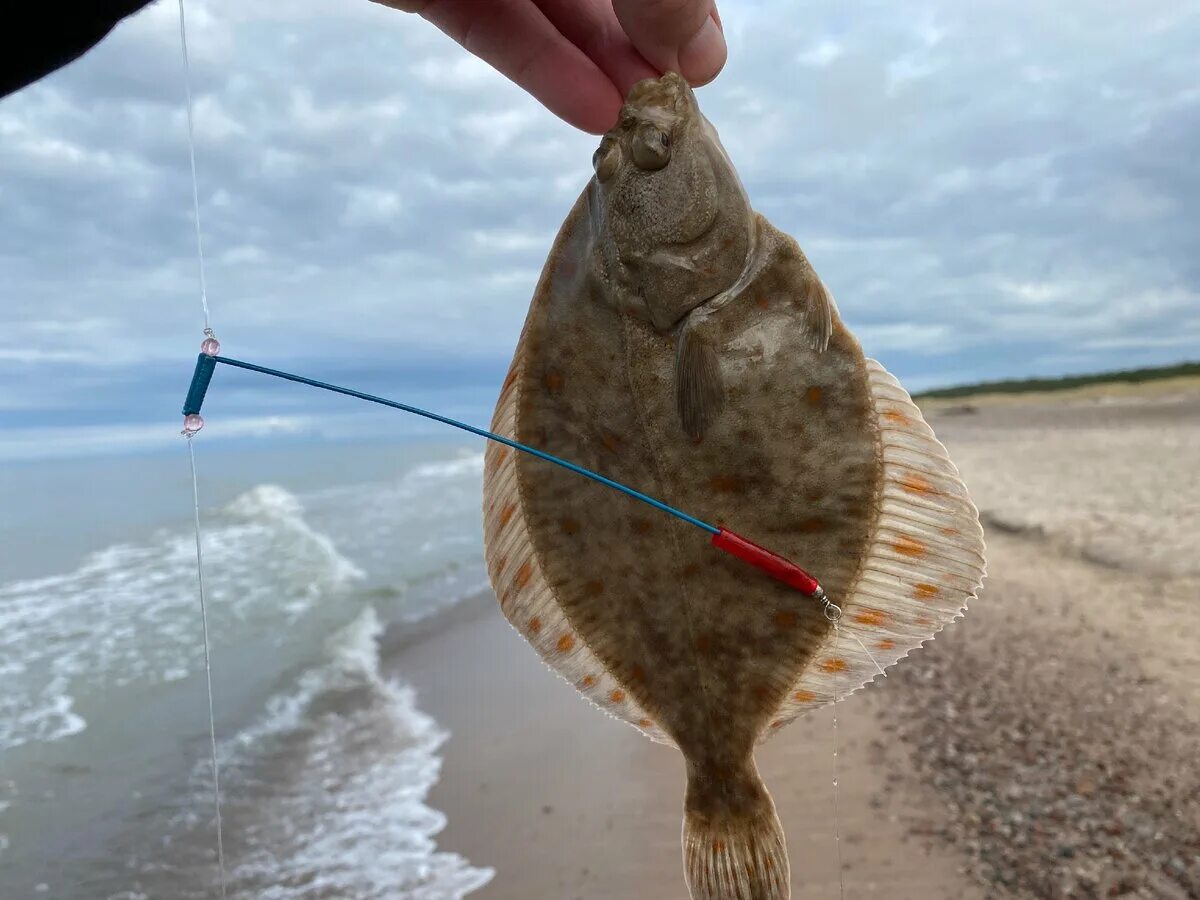 Ловля на черном море с берега. Камбала Калкан Черноморская. Камбала рыба Балтийский. Калкан рыба Балтийский. Камбала Балтийского моря.