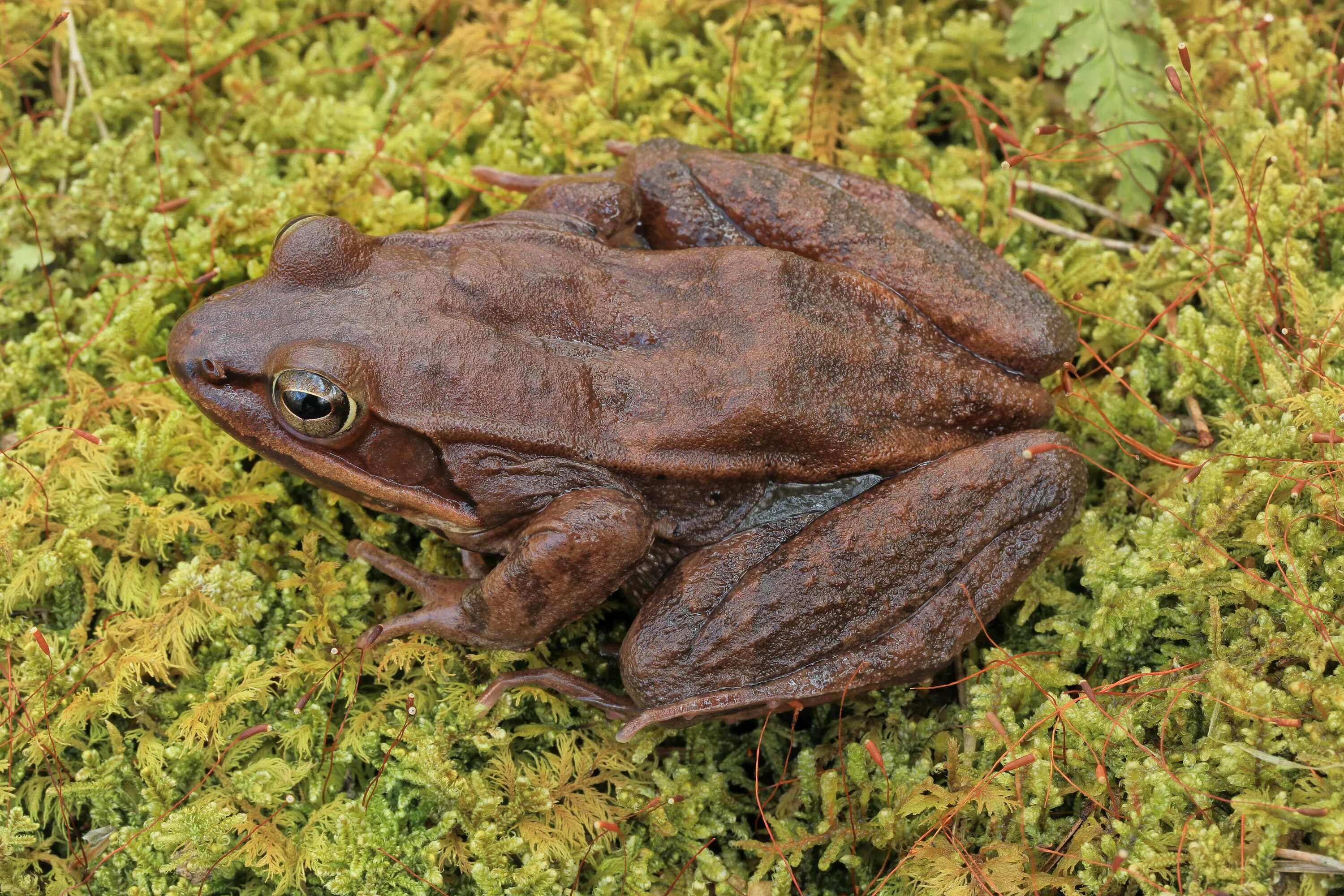 File:Grasfrosch-Rana-temporaria-side.jpg - Wikipedia
