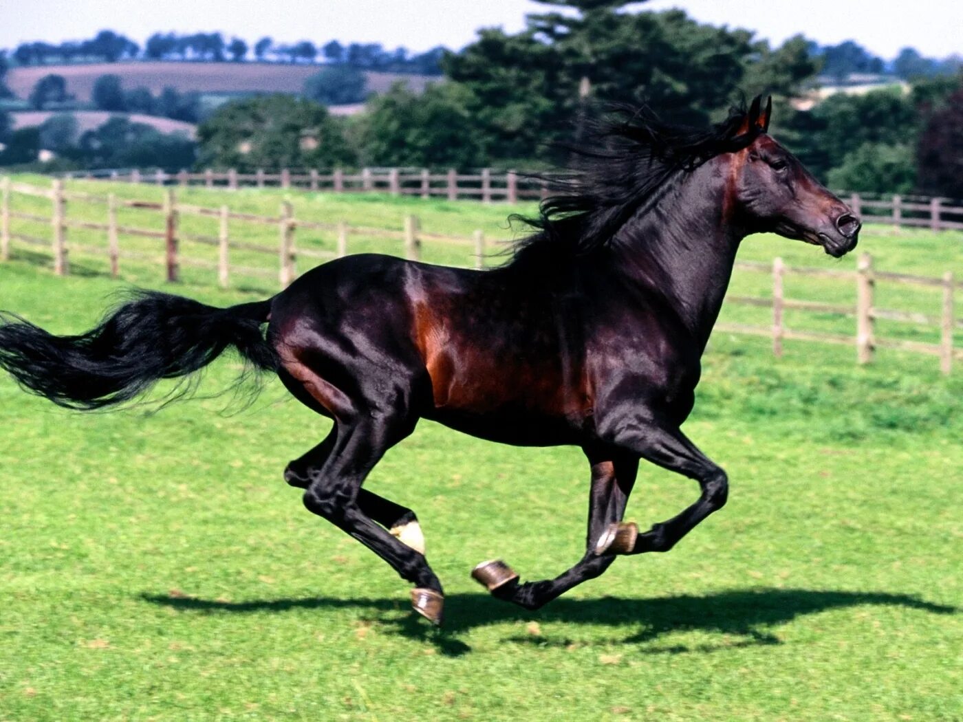 0 horses. Шариф Дансер лошадь. Караковая Вороная лошадь. Гнедой Мустанг. Караковая масть.