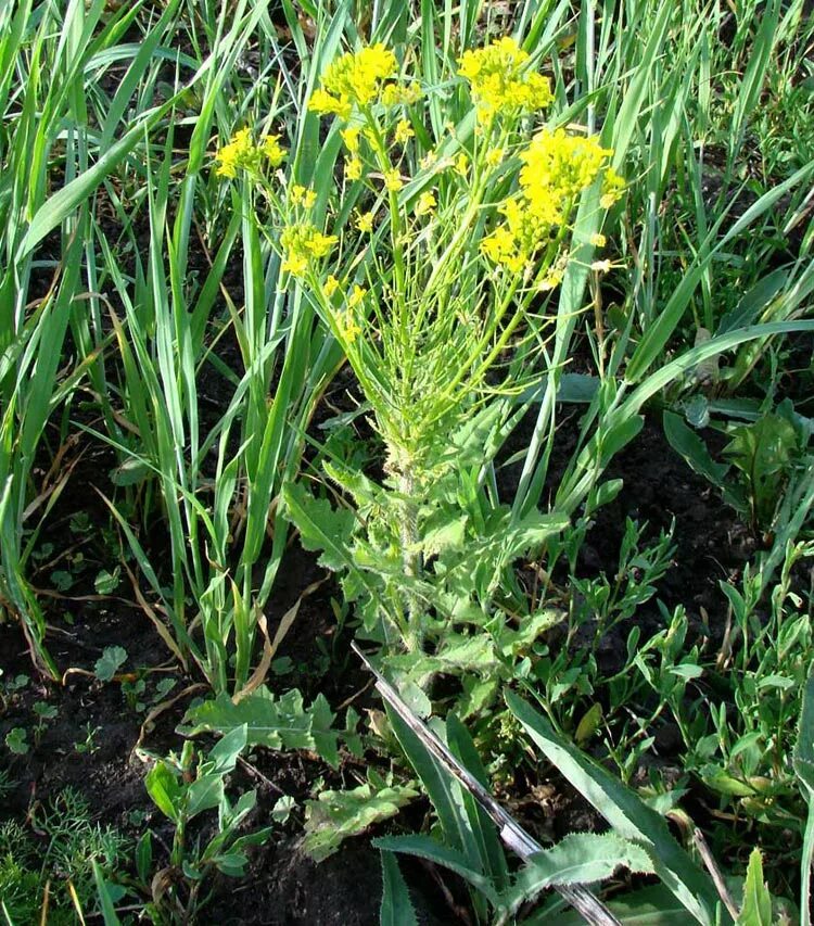 Лекарственный сорняк. Гулявник. Гулявник лёзеля. Гулявник Лезеля Sisymbrium. Гулявник Лезеля цветок.