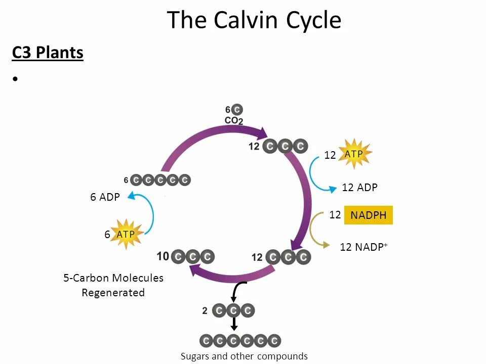 Цикл кальвина в хлоропластах. Цикл Кальвина схема. Цикл Кальвина в фотосинтезе. Цикл Кальвина рисунок. Цикл Кальвина лактат.