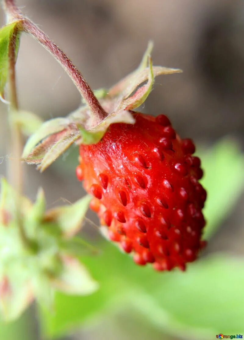 Многоорешек и земляничина. Лесная клубника и земляника. Земляника Fragaria. Малина многоорешек. Ягодку найду