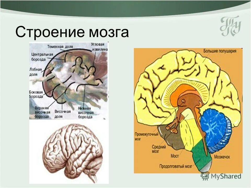 Тест строение мозга 8 класс. Тест по биологии головной мозг. Структуры головного мозга биология 8 класс. Спинной мозг 8 класс биология. Структуры головного мозга биология 8 класс.