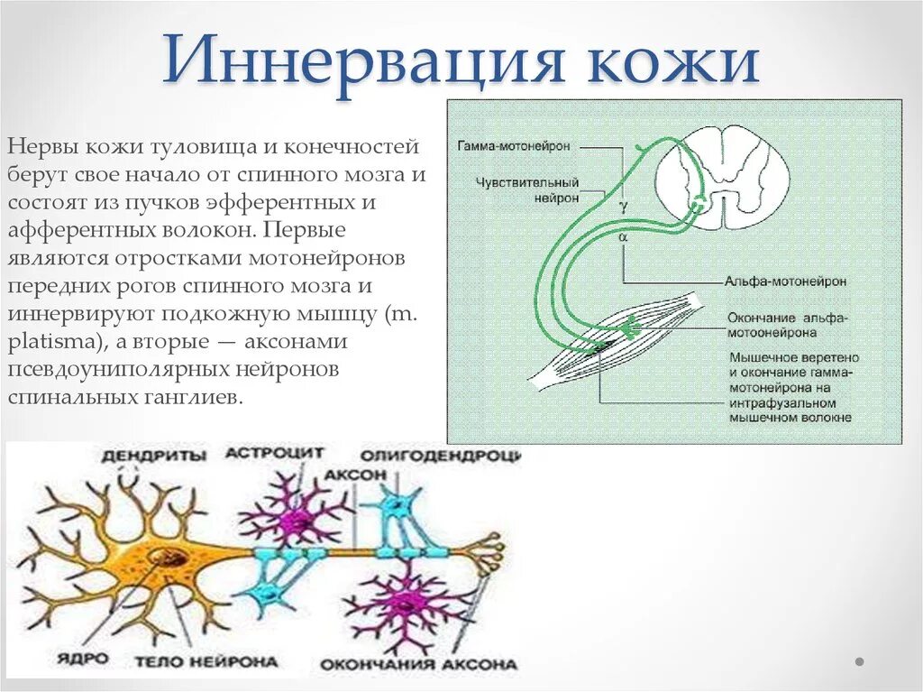 Кожно нервные. Иннервация кожи. Иннервация кожи кожи. Иннервация кожи человека. Иннервации кожи туловища и конечностей обеспечивают.