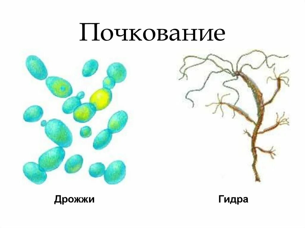 Дрожжи образование спор. Размножение почкованием. Почкование дрожжей и гидры. Почкование пример размножения. Почкование у растений примеры.