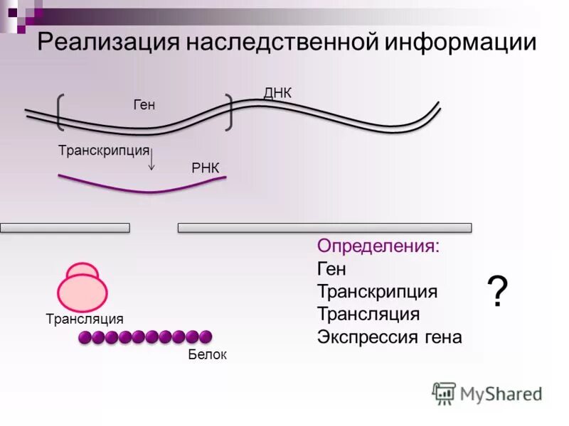 Реализация наследственной клетки. Реализация наследственной информации. Реализация генетической информации. Этапы генетической информации. Транскрипция и трансляция определение.