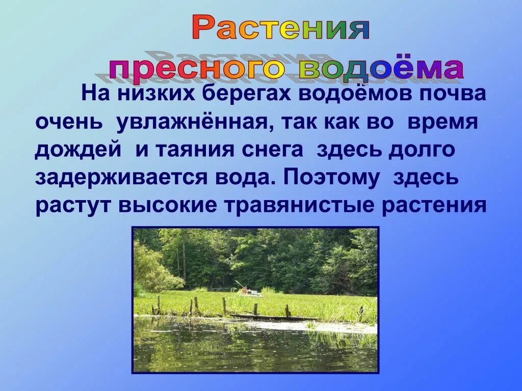 Вода в пруду опиши. Растения пресных водоемов. Доклад о водоеме 2 класс. Растения у берегов пресного водоема. Проект водоема с растениями.