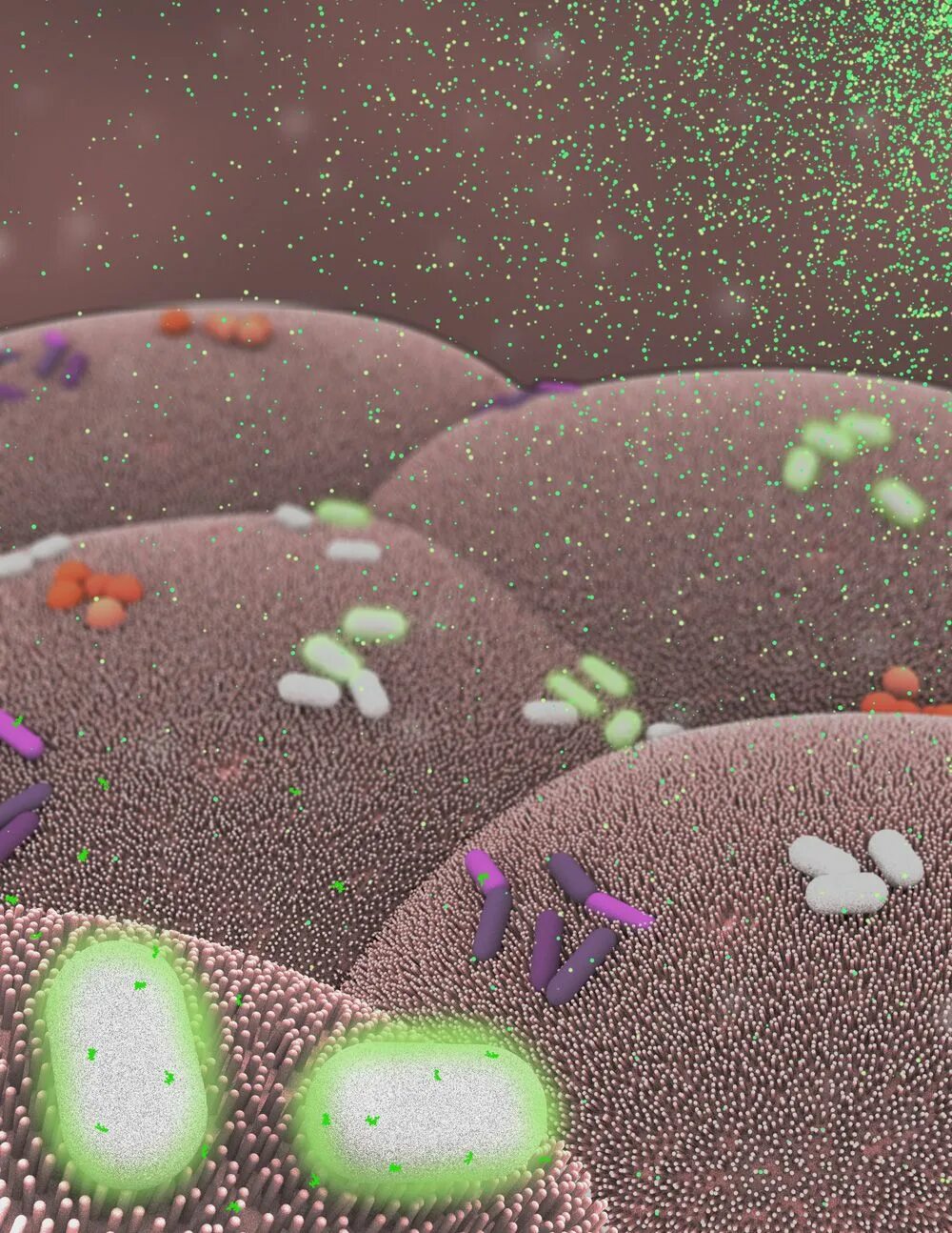 Микробы в помещении. Bacteroides thetaiotaomicron. микробы в кишечнике. микроорганизмы кишечника. микробы на телефоне.