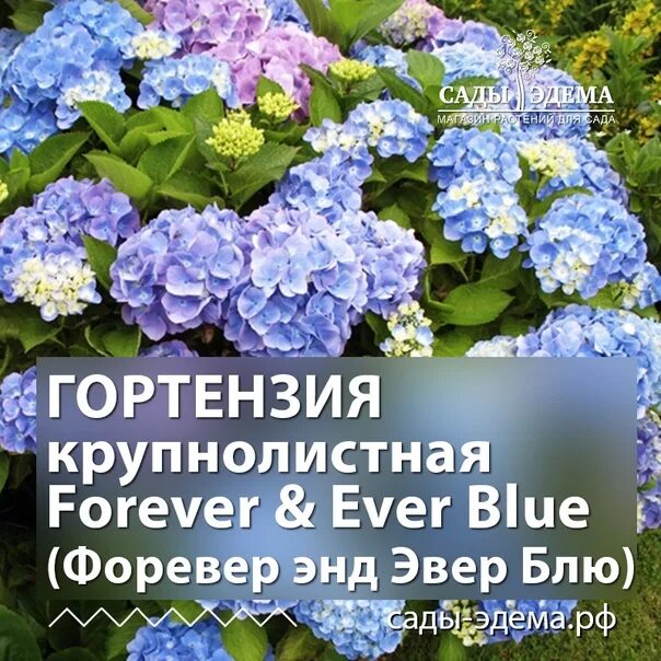 Ever blue