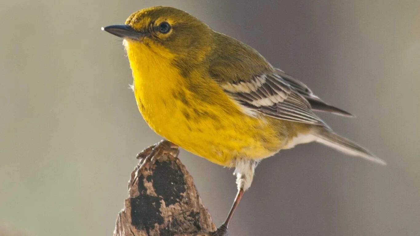 Yellow Warbler птица. Серая птичка с желтой грудкой. Желтая птица в Ленинградской области. Желтая птица в Калужской области. Маленькая желто серая птичка