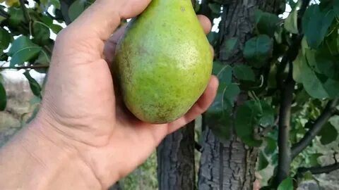 Ноябрьская молдовы