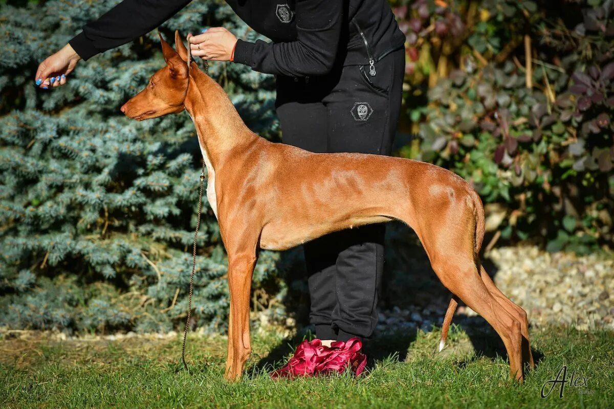 Фараонова собака порода. Порода фараон хаунд. Чирнеко дель этна собака. Порода собак египетский фараон. Собака фараонов.