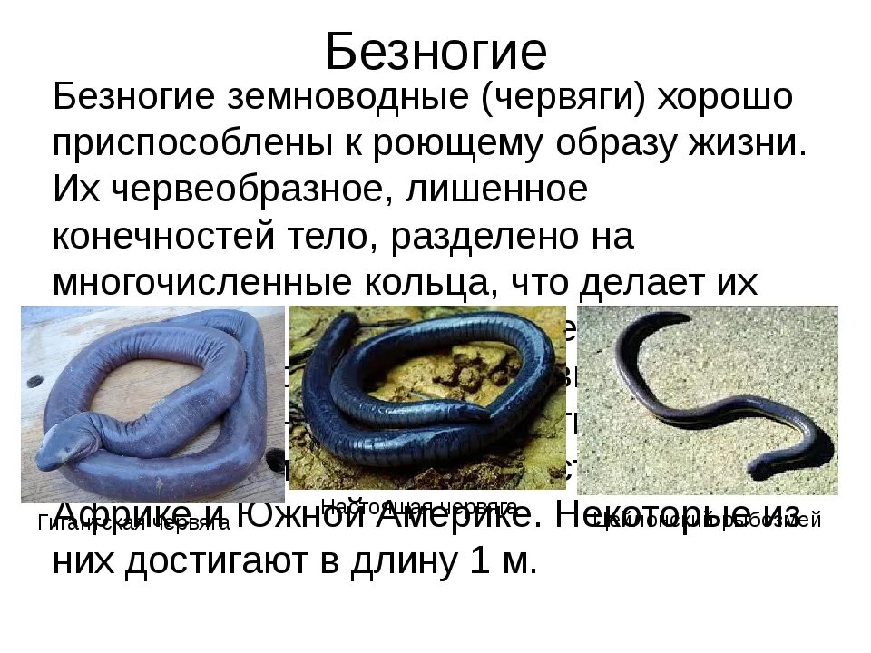 Безногие земноводные одним словом. Образ жизни безногих амфибий. отряд безногие образ жизни. безногие амфибии размножение. представители безногих.