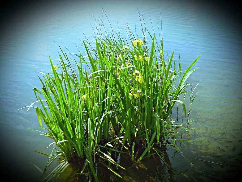 АИР болотный. АИР болотный (Acorus Calamus). АИР обыкновенный цветение. АИР болотный желтый. Аир фон
